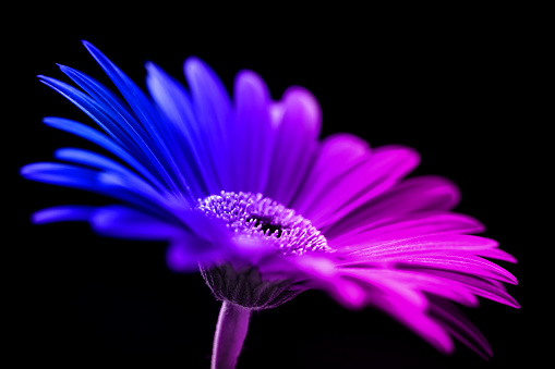 Close-up of a beautiful Gerbera flower isolated on a black background. Toned image.