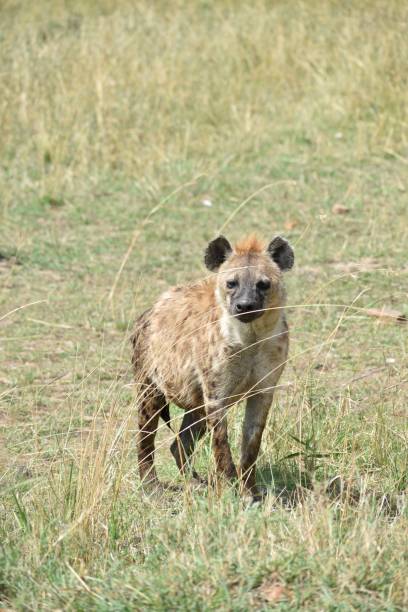istock Hyena in the savannah in the wild 1430576355
