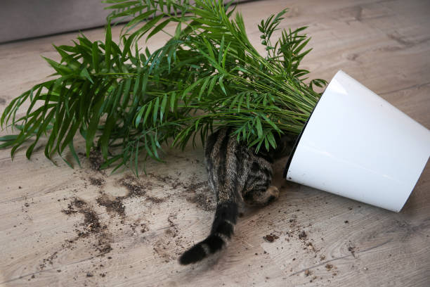 istock The cat overturned a pot with a flower on the floor. 1430576390