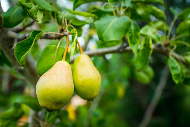 Ripe green pears growing in the garden. Selective focus.