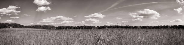 schorfheide panoramic landscape - schorfheide imagens e fotografias de stock