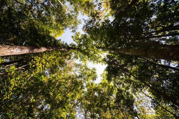 istock Big trees in spring season with bright sun. 1430581171
