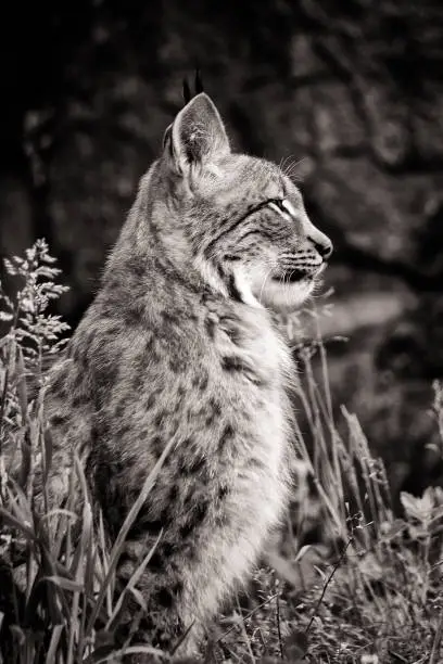 sitting European lynx