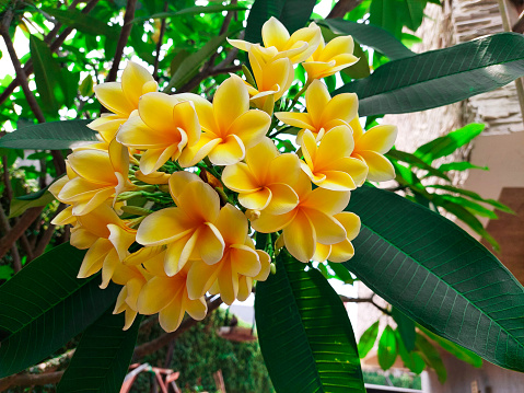 yellow frangipani , flowers in the tropical garden, called 'Cambodia flower' in indonesia.