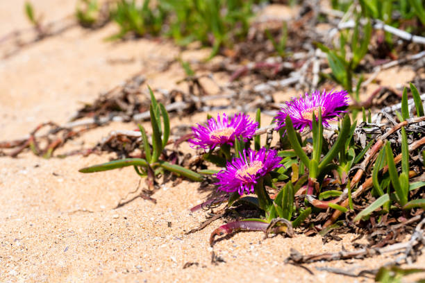 Limonium perezii enhancing coastal scenery. Purple sea lavender (Limonium perezii) blooms beautifully against ocean backdrop. Vibrant purple flowers of Limonium perezii contrast with deep blue sea.