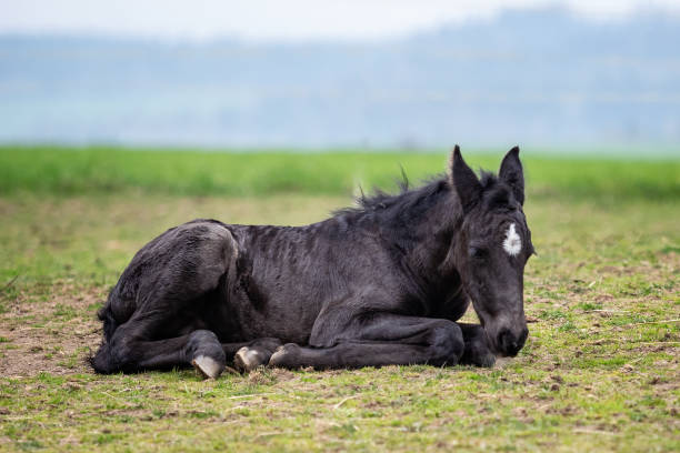 caballo negro. un potro se acuesta en la hierba - foal mare horse newborn animal fotografías e imágenes de stock