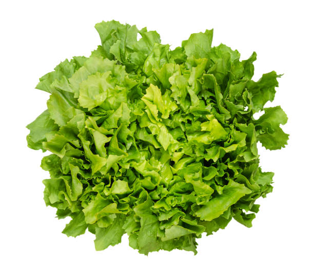 Broad leaved endive, escarole, isolated from above, over white stock photo