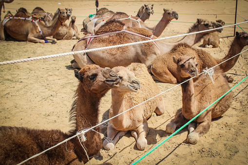 Group of camels in a pen kneeling down for a rest