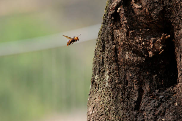 istock Northern giant hornet 1430588303