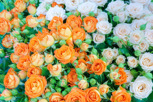 istock Beautiful bouquet of roses. 1430588566