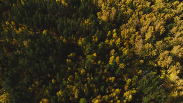 Flight over autumn forest. Beautiful autumn colors. Aerial view stock photo