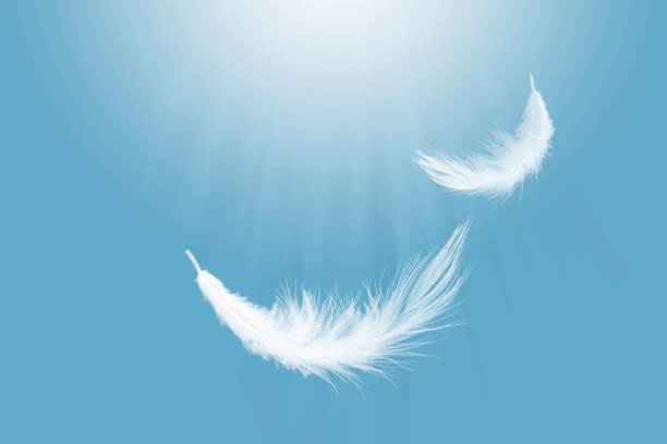 Abstract Fluffy White Bird Feathers Floating in The Sky. Flying Swan Feather