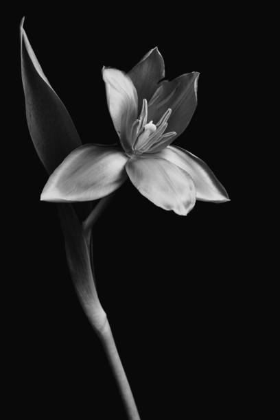 istock Tulip art photo 1430592639