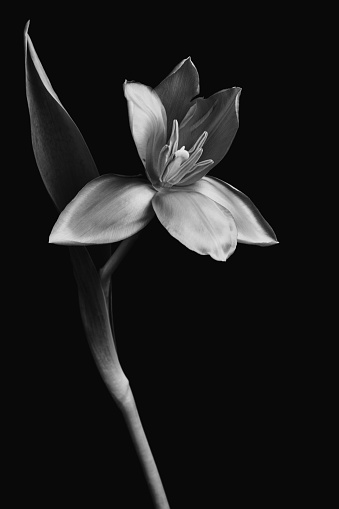 Tulip art photo