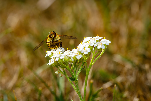 A hoverfly on a flower