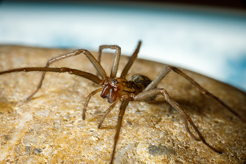 Inquisitive-looking brown spider sitting on a leaf.