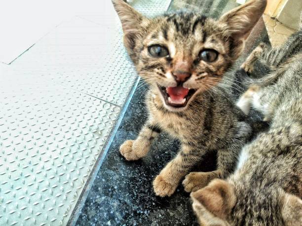 istock Joy scream of kitten 1430594665