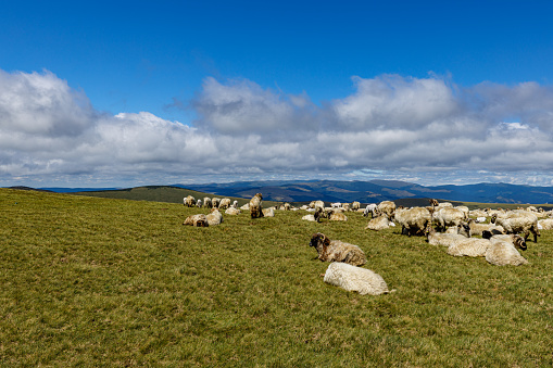 A herd of sheep in the carpathian of romania