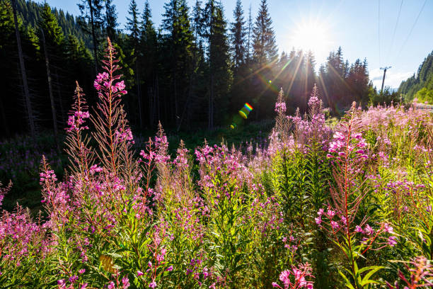 fireweed las flores están floreciendo en el bosque de los cárpatos - adelfilla fotografías e imágenes de stock