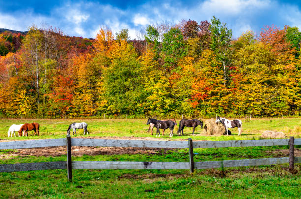 Horses grazing in a beautiful foliage landscape.