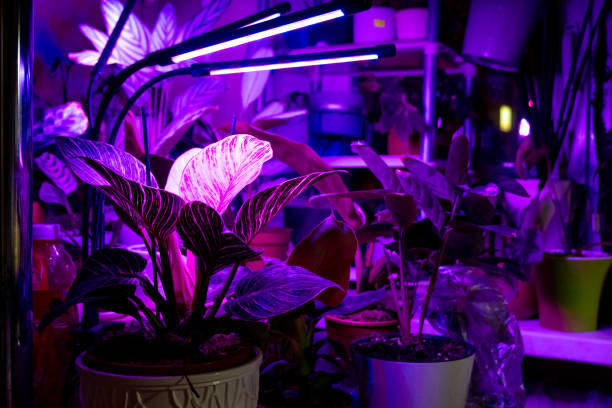 istock Growing indoor plants with artificial lighting with an ultraviolet lamp. 1430599857