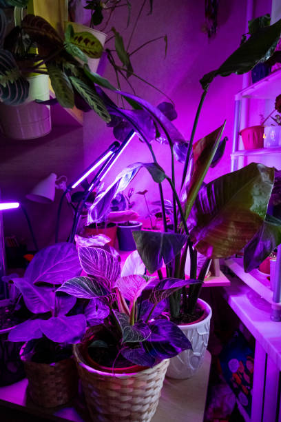 istock Growing indoor plants with artificial lighting with an ultraviolet lamp. 1430599866