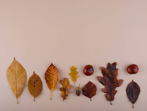 istock Autumn background with dry leaves. 1430600038