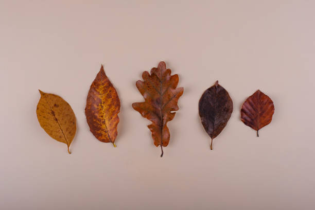 istock Autumn background with dry leaves. 1430600066