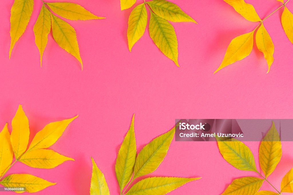 Creative autumn background layout made with colorful yellow and green leaves on a vibrant pink base. Shopping sale or promo poster or web banner template with copy space. Above Stock Photo