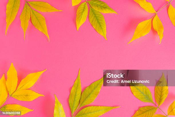 Creative Autumn Background Layout Made With Colorful Yellow And Green Leaves On A Vibrant Pink Base Shopping Sale Or Promo Poster Or Web Banner Template With Copy Space Stock Photo - Download Image Now