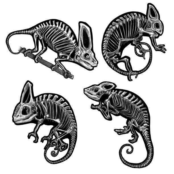 istock Set of graphic black and white chameleon skeleton 1430601080