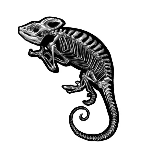 Graphic black and white chameleon skeleton for logo, symbol, tattoo, Halloween