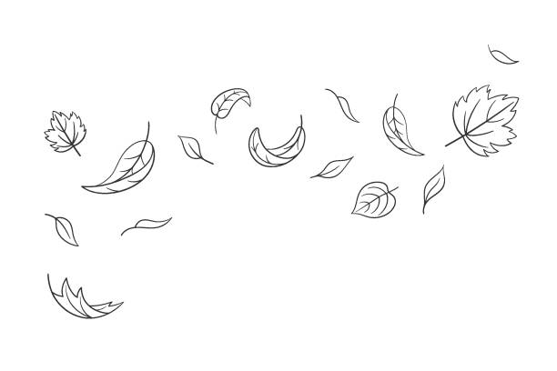 liście opadają ustawione w stylu doodle, ilustracja wektorowa. faluj zimnym powietrzem podczas wietrznej pogody. kontur liści klonu do druku i projektowania. izolowany czarny element na białym tle. jesienny symbol natury - quick draw stock illustrations