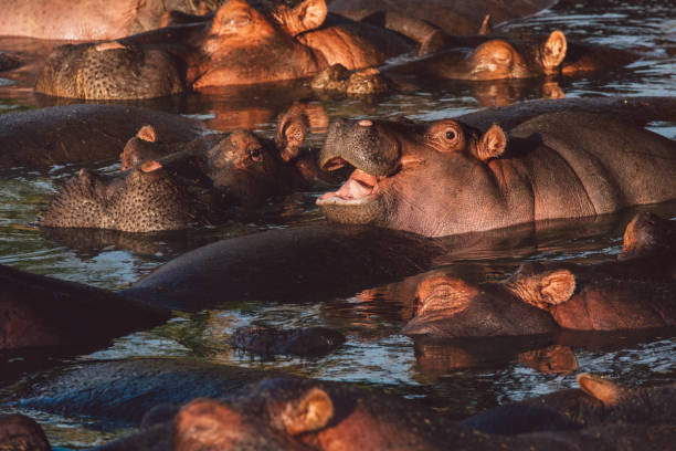 istock Group Of Hippopotamus In The Water With Cub 1430602054