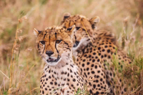 istock Portrait Of Two Cheetah Cubs 1430602065