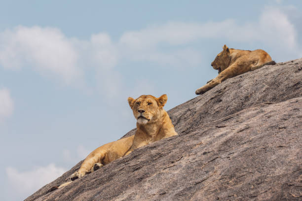 istock Lioness With Cub On A Rock Against The Sky 1430602077