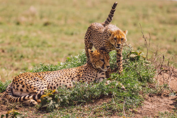 istock Cheetah And Cub Standing On A Field 1430602079