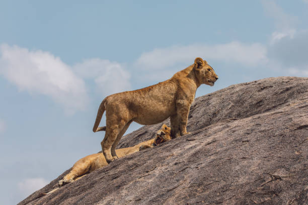 istock Lioness With Cub On A Rock Against The Sky 1430602171