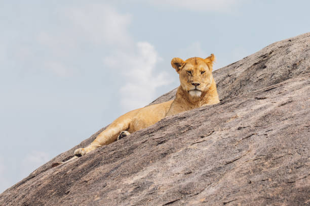 istock Lioness Sitting On A Rock Against The Sky 1430603611
