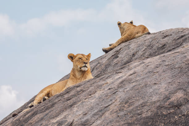 istock Lioness With Lion Cub Sitting On A Rock Against The Sky 1430603630