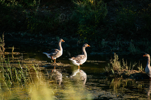 Geese in the Creek