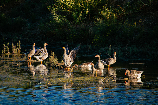 Geese in the Creek