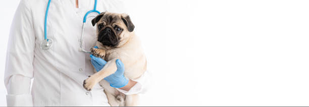 Cropped image of handsome female veterinarian doctor with stethoscope holding cute pug dog puppy in arms in veterinary clinic on white background banner, copyspace for text stock photo