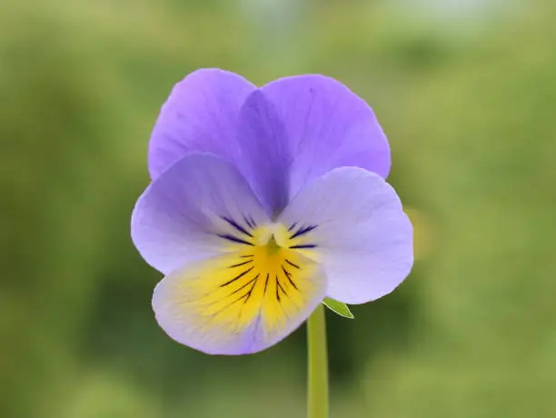 Single blue and yellow pansy flower closeup on green background