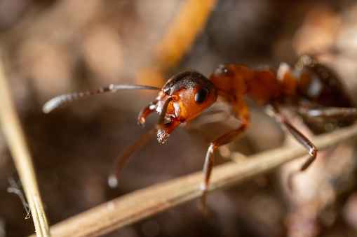Ultra macro of Black wood ant in the woods
