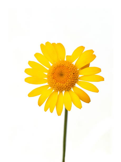 istock golden marguerite flower 1430609114
