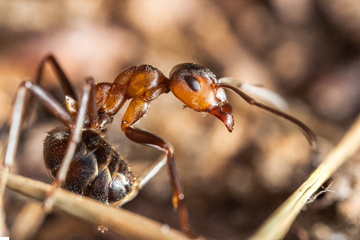 Ultra macro of Black wood ant in the woods