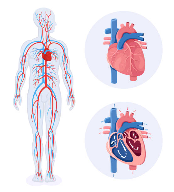 illustrazioni stock, clip art, cartoni animati e icone di tendenza di apparato circolatorio. diagramma del sistema circolatorio umano. corpo maschile. - human vein illustrations