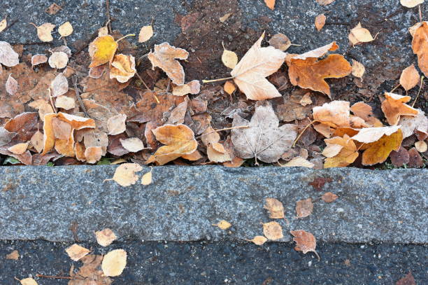 istock Fallen autumn leaves laying on a sidewalk and road 1430610187