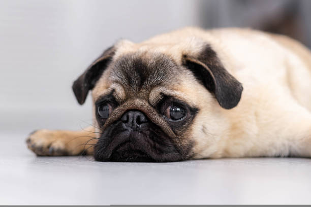 Portrait cute funny pug dog looking at camera lying on grey floor at home stock photo
